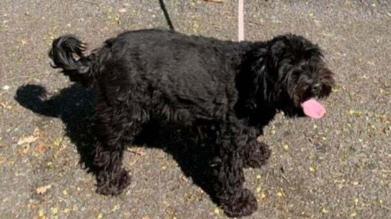 Missing dog in Carlow runs over 25km to Laois pub where she was born Missing dog in Carlow runs over 25km to Laois pub where she was born