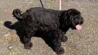 Missing dog in Carlow runs over 25km to Laois pub where she was born