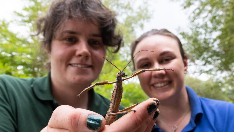 Bug bonanza event at Fota Wildlife Park for insect lovers Bug bonanza event at Fota Wildlife Park for insect lovers