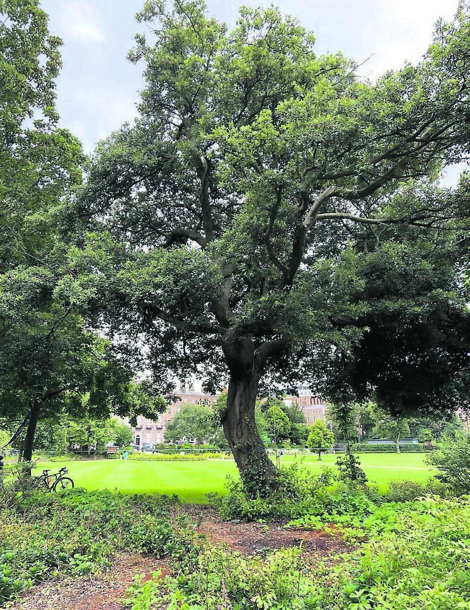 A tempting tree to climb. Picture supplied by Tim Cagney, who used to climb trees as a child beside the Old Youghal Road in Cork city