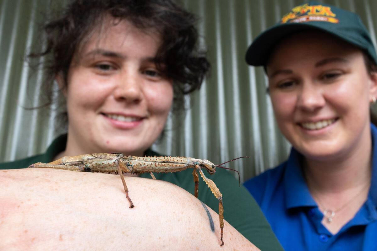 Saranna Curran, Trainee Ranger and Eimear Thornton, Educational Assistant at Fota Wildlife Park with a stick insect, one of the many rare and interesting invertebrates which will be on display at the Bug Bonanza Weekend from 12noon to 5pm on Saturday and Sunday (August 19 and 20) in the Marquee at Fota Wildlife Park. Picture: Darragh Kane