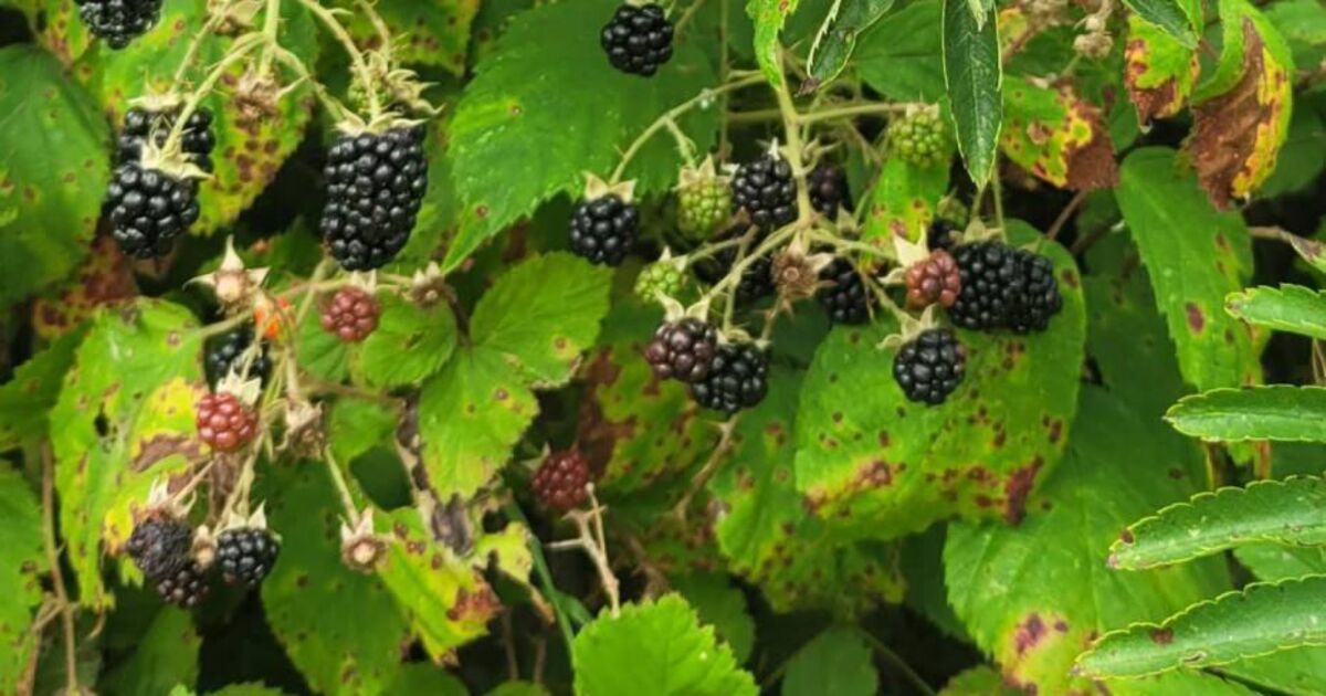 In the Garden: Trim hedges now and pick berries too - Vimarsana News