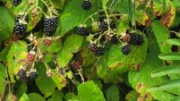 In the Garden: Trim hedges now and pick berries too