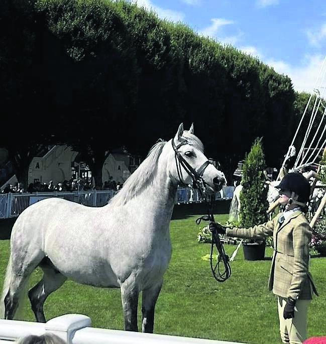 Horse Show delight for Claudia and ‘Jack’