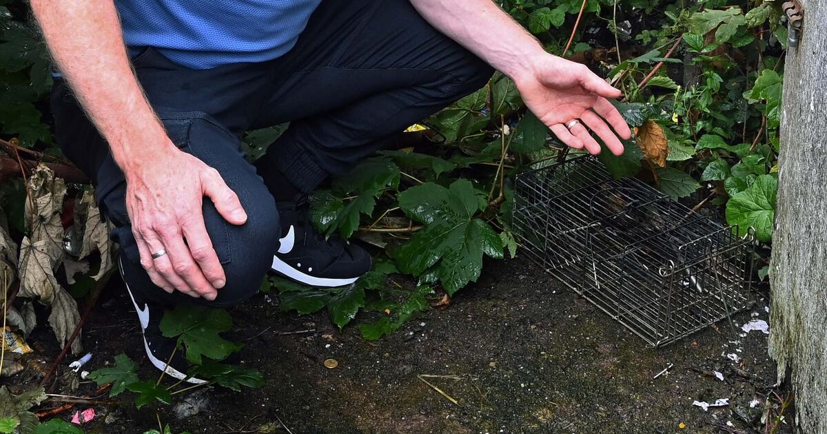 Council tenants at Noonan's Road claim they are still living with rodent infestations in their homes - Vimarsana News