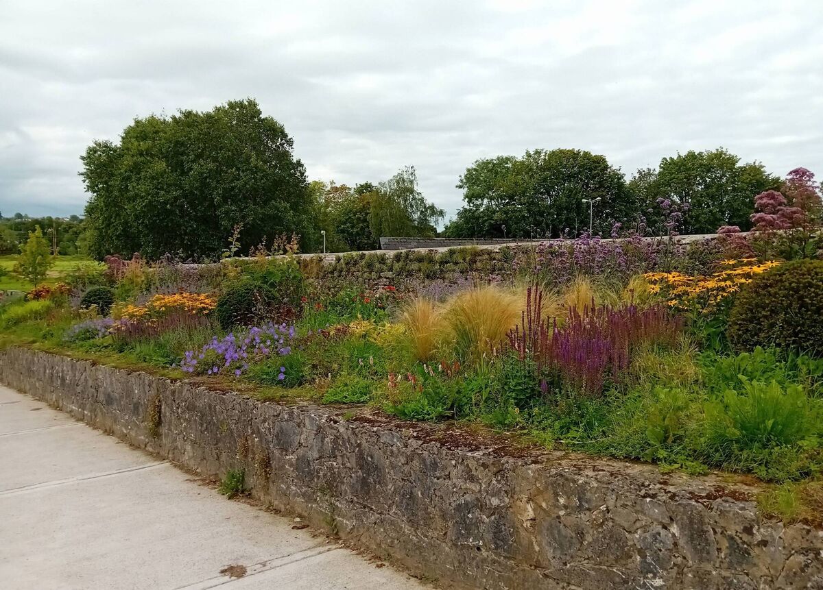 Gorgeous rewilding adornes the walkways of Mallow. Gorgeous rewilding adornes the walkways of Mallow.