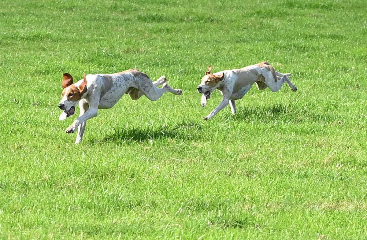 Sean T battles it out with Blue Daisy to win the senior race on Sunday. Picture: Eddie O'Hare