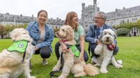 UCC set to host canine-assisted wellbeing events for students and staff