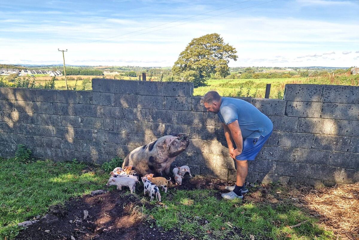 The sow, Ping Pong, with her litter of babies relaxing in their shaded mucky bliss, being checked on by Peter Twomey, Owner of Glenbrook Farm. 