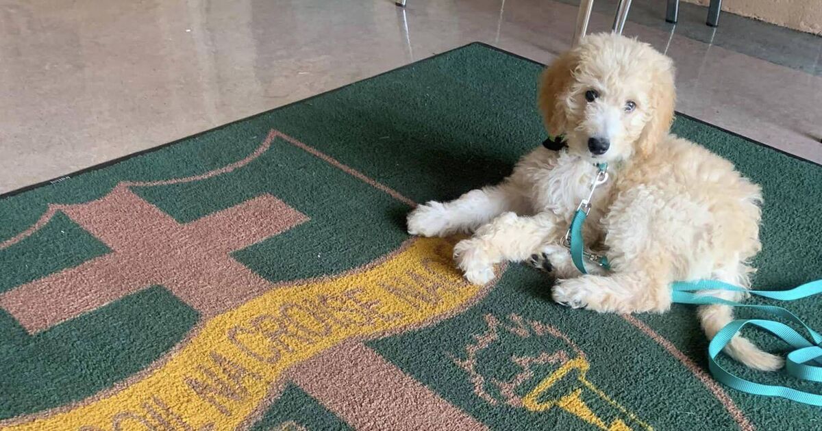 Mahon primary school welcomes new therapy dog - Vimarsana News