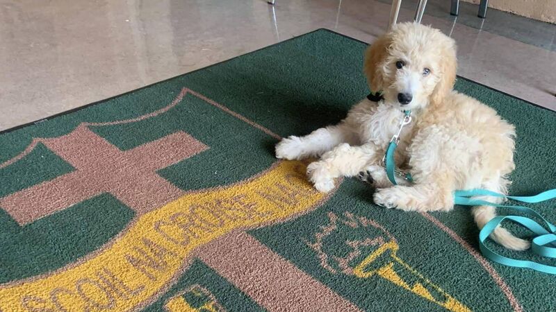 Mahon primary school welcomes new therapy dog