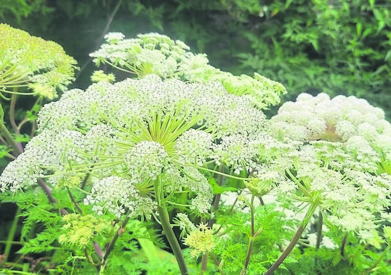 Selinum wallichianum. Selinum wallichianum.