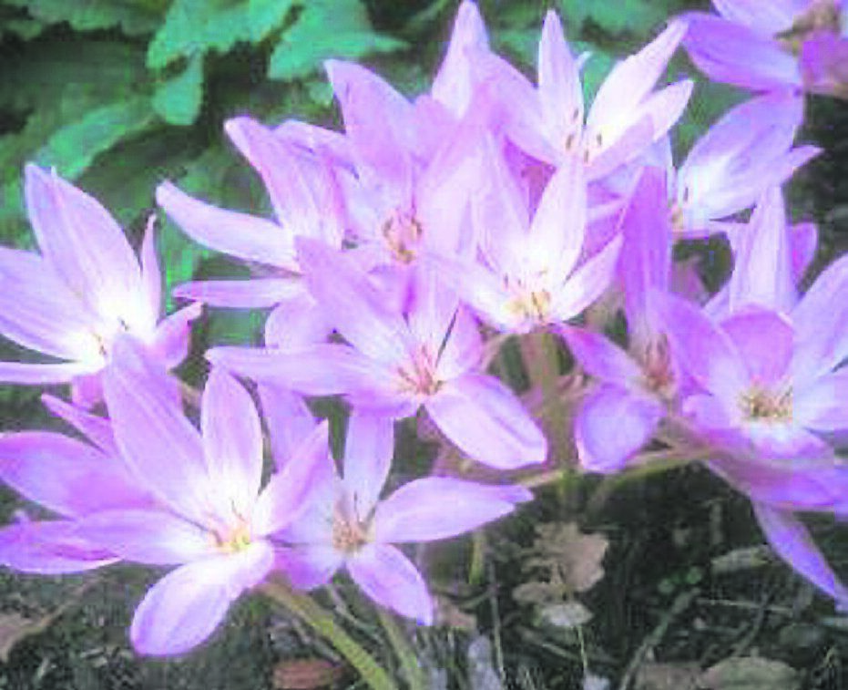 Colchium, or autumn flowering crocus, naturalize well in the garden. Colchium, or autumn flowering crocus, naturalize well in the garden.