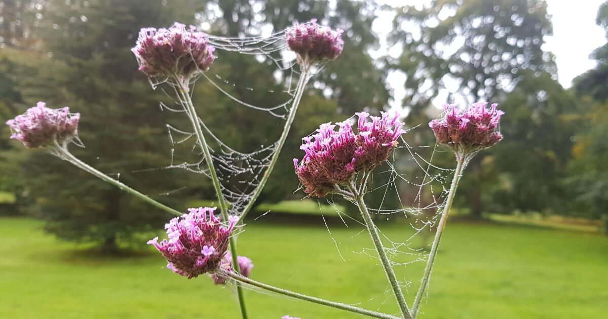 In the Garden: Put colour and life into your autumn days - Vimarsana News