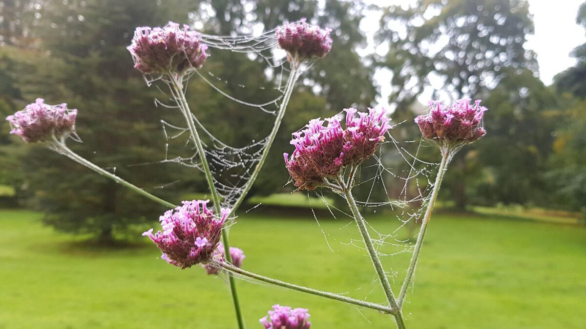 In the Garden: Put colour and life into your autumn days