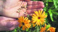 Eimear Hutchinson: A reflection on the past growing season