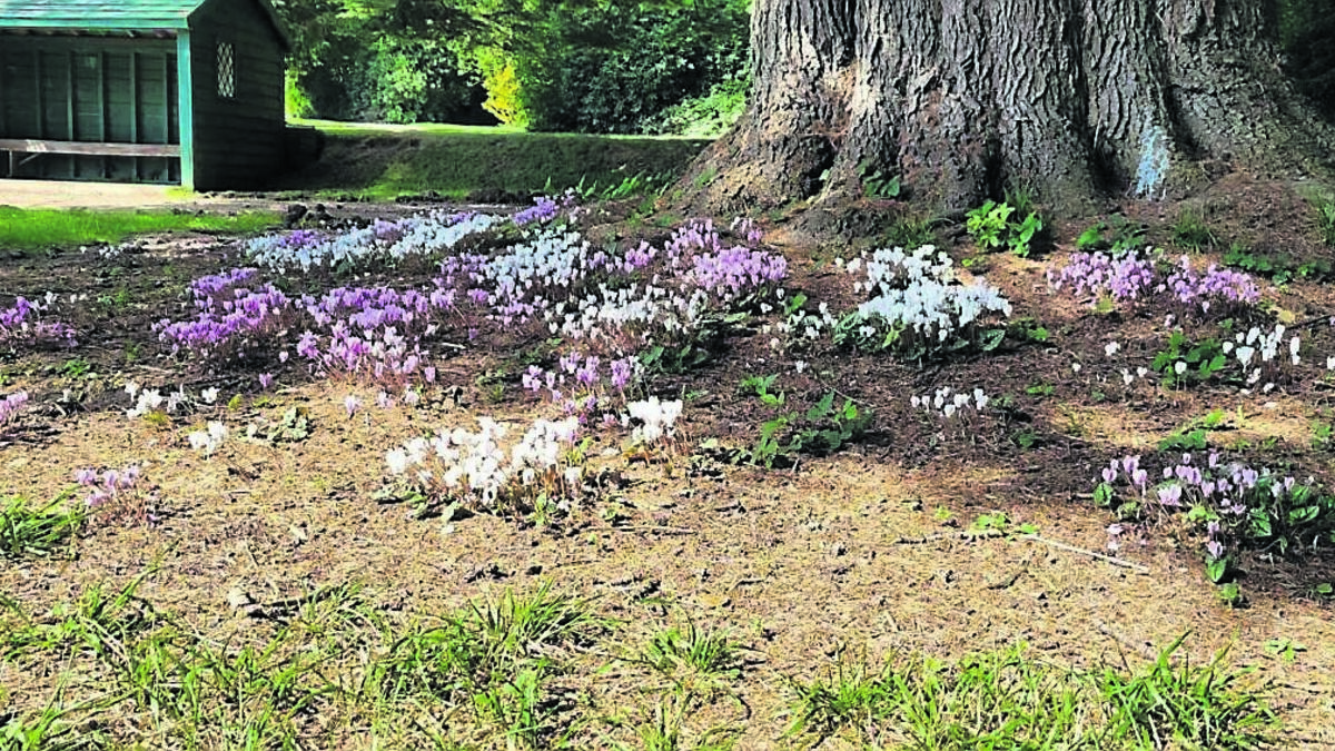 Explore these great gardens while you can