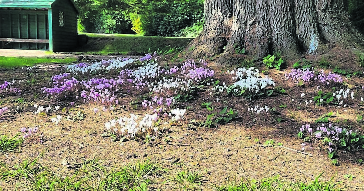Explore these great gardens while you can - Vimarsana News
