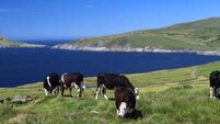 Minister not overruled by Taoiseach on EU nitrates issue, colleague insists