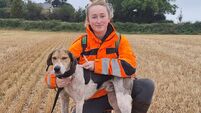 Cork Draghunting: Hannah Banana moves into second in race for Puppy Championship 