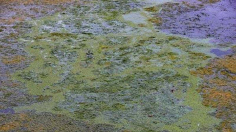 Toxic algae growth on Ireland's largest freshwater lake is ‘a catastrophe’