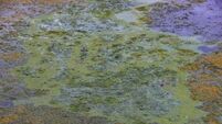 Toxic algae growth on Ireland's largest freshwater lake is ‘a catastrophe’
