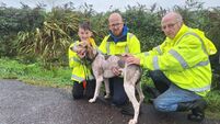 Historic All-Ireland Puppy Draghunt as Hannah Banna and Knock's Boy cannot be separated