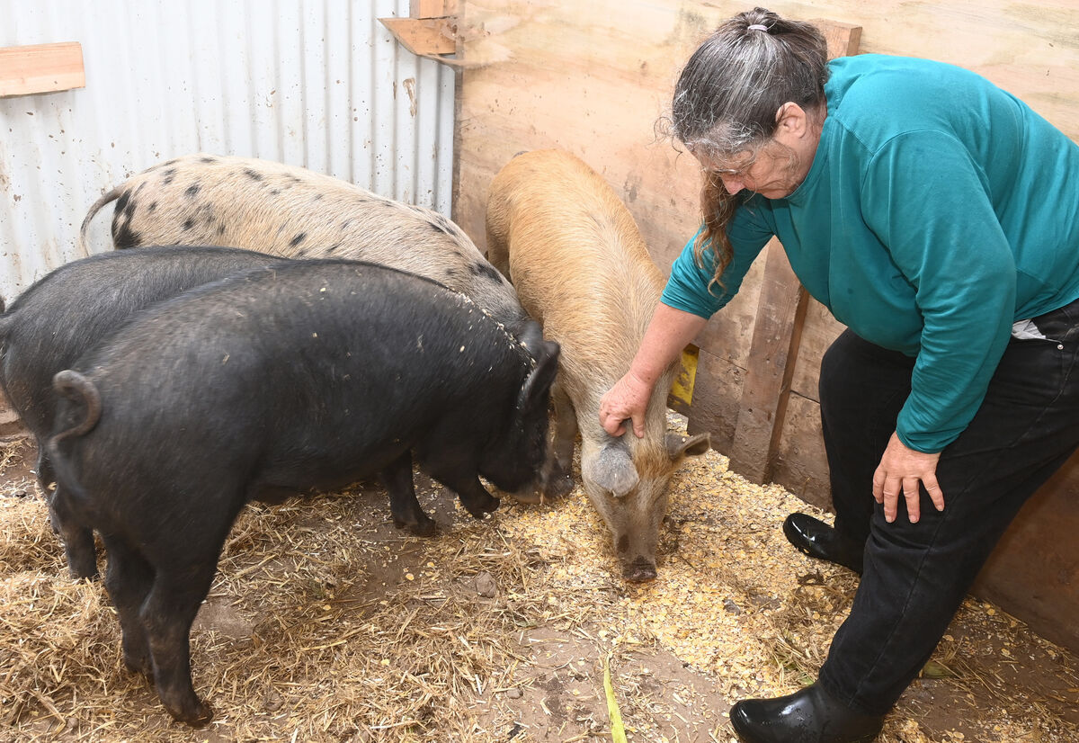 Mac Laughlan with her piglets on Cape Clear. Picture; Eddie O'Hare Mac Laughlan with her piglets on Cape Clear. Picture; Eddie O'Hare