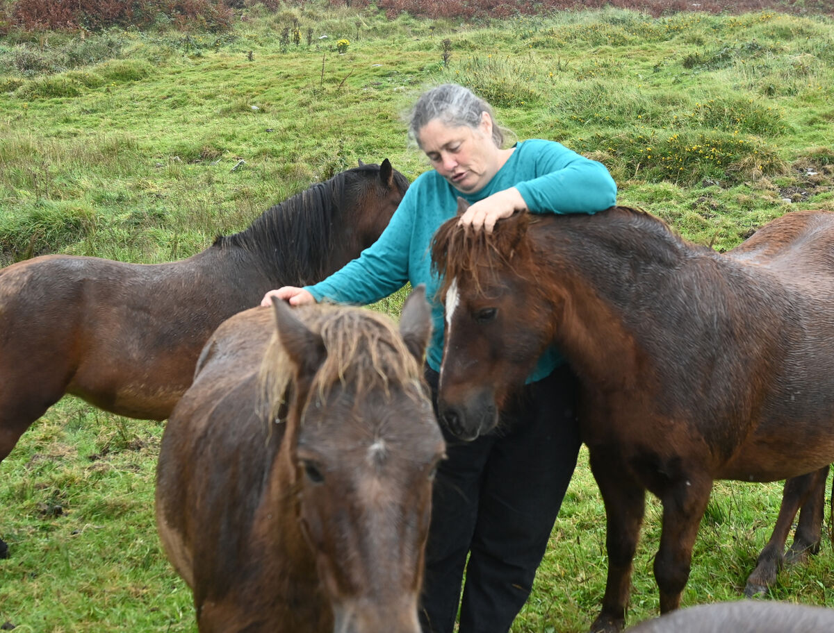 Fiona with her Kerry Bog Ponies. Fiona with her Kerry Bog Ponies.