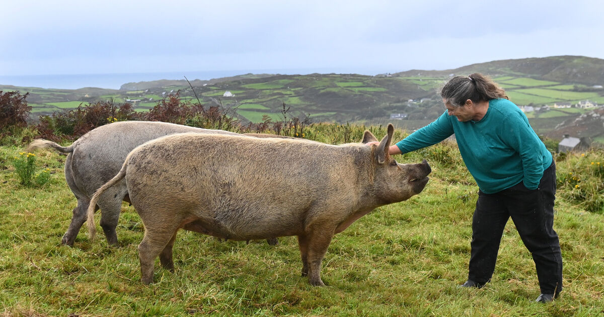 Watch: I love farming life on Cape Clear... but I miss access to cinemas, theatres and the odd takeaway - Vimarsana News