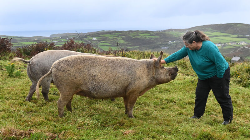 Watch: I love farming life on Cape Clear... but I miss access to cinemas, theatres and the odd takeaway Watch: I love farming life on Cape Clear... but I miss access to cinemas, theatres and the odd takeaway