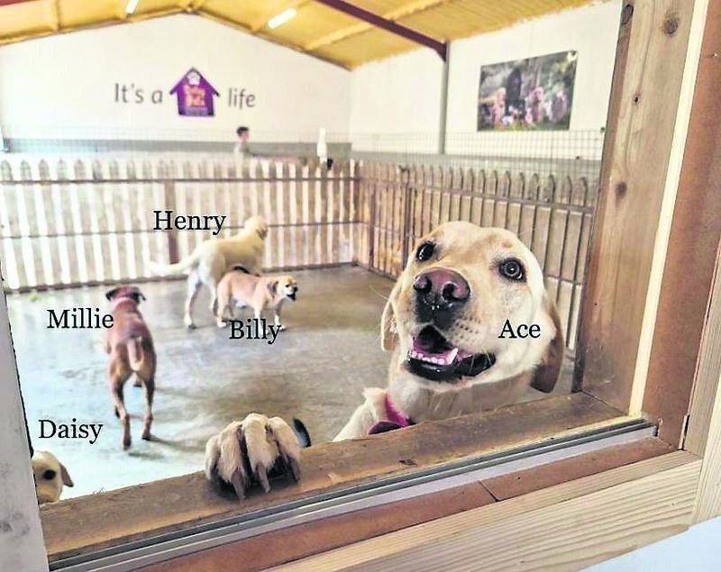 Ace saying hi at the office window. 	Picture: Richard Gordon
                    
