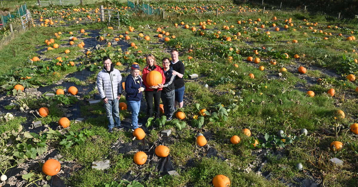 Pick-a-Pumpkin festival returns to Field of Dreams - Vimarsana News