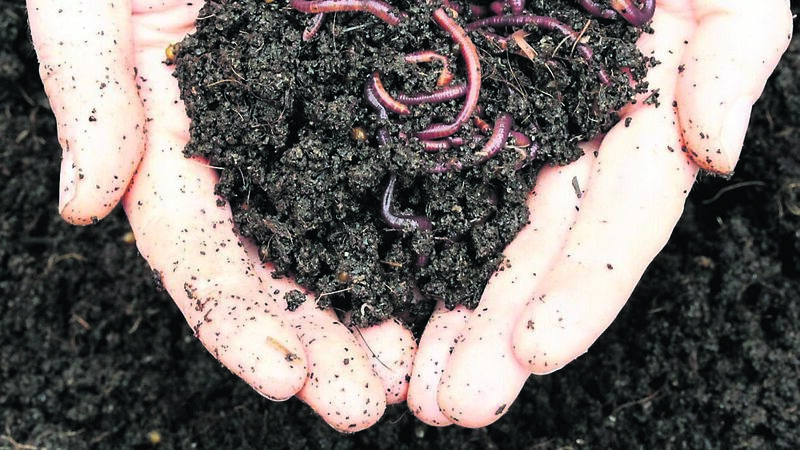 Saving the planet? Let’s start by protecting worms and bats Saving the planet? Let’s start by protecting worms and bats