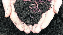 Worms