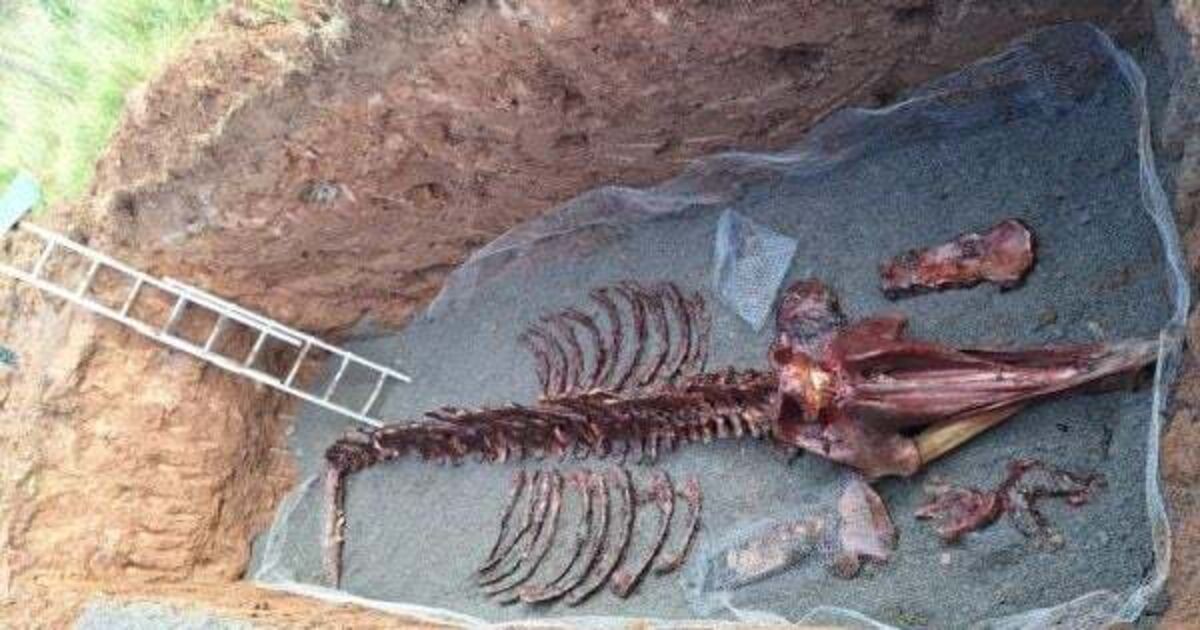 Remains of rare whale dissected by hand on beach in order to be preserved - Vimarsana News