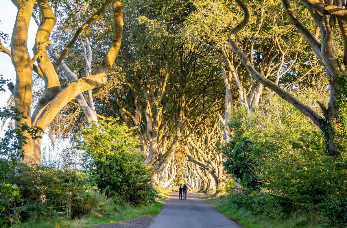 The Dark Hedges beech tree tunnel. The Dark Hedges beech tree tunnel.