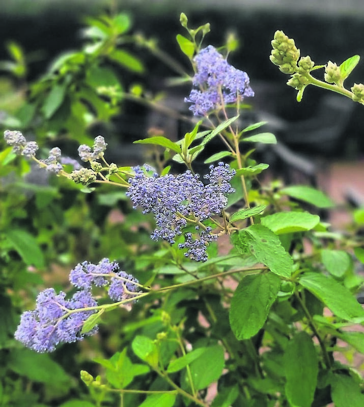 Ceanothus ‘Glorie de Versaille’ - see Plant of the Week