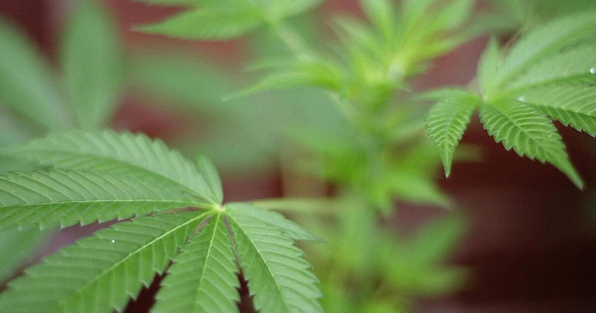 Gardaí searching Cork house found cannabis being cultivated in garage - Vimarsana News