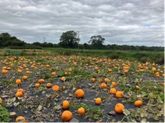 More than 1100 pumpkins have been planted at the Field of Dreams. More than 1100 pumpkins have been planted at the Field of Dreams.