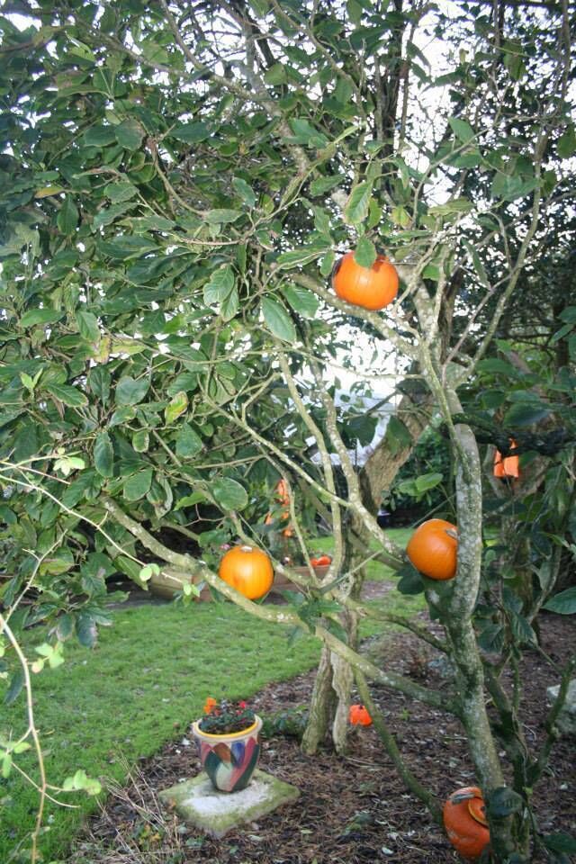 The Secret Garden Pumpkin Patch at The Farm Grenagh. The Secret Garden Pumpkin Patch at The Farm Grenagh.