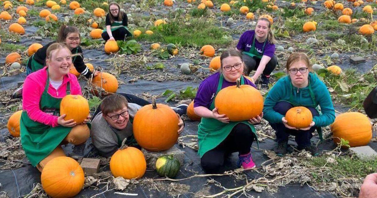 Best spots in Cork for Pumpkin picking - Vimarsana News
