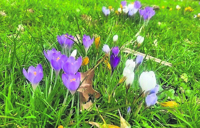 Time to get planting bulbs for some spring colour now Time to get planting bulbs for some spring colour now