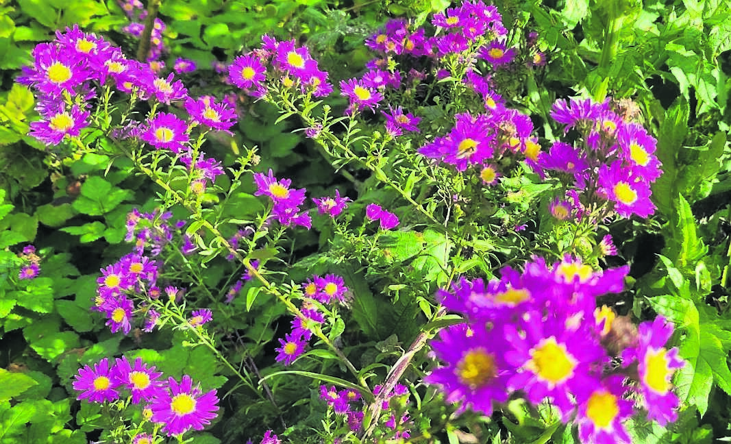 Symphyotrichum ‘Carmen’ will attract plenty of butterflies into the garden Symphyotrichum ‘Carmen’ will attract plenty of butterflies into the garden