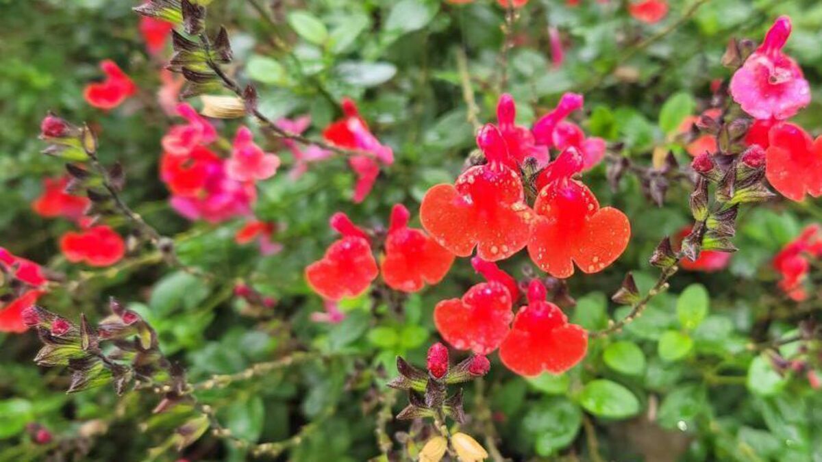In the Garden: Get planting, planning, and pruning!