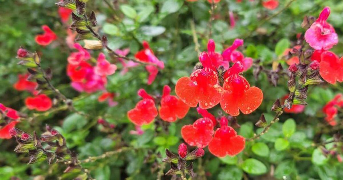 In the Garden: Get planting, planning, and pruning! - Vimarsana News