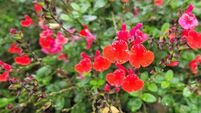 In the Garden: Get planting, planning, and pruning!