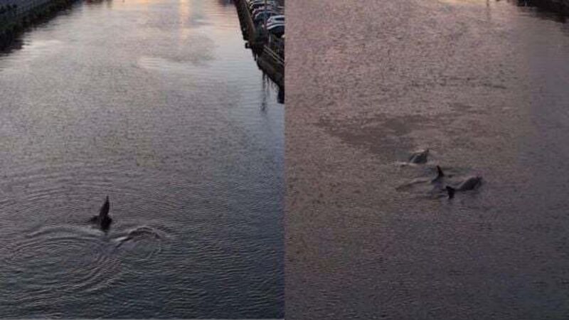 ‘Amazing sight’ as pod of dolphins swim down River Lee at sunset