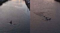 ‘Amazing sight’ as pod of dolphins swim down River Lee at sunset