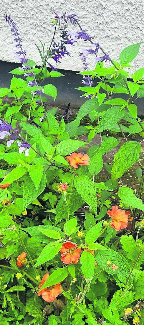 Salvia ‘Phyllis Fancy’ and Geum ‘Scarlet Tempest’ flowering this October in the garden Salvia ‘Phyllis Fancy’ and Geum ‘Scarlet Tempest’ flowering this October in the garden